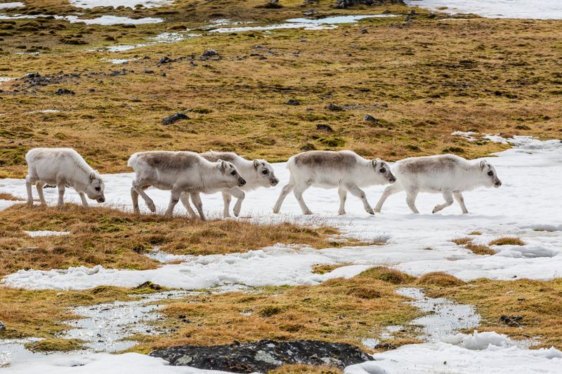 Climate Change: Threat to Reindeer