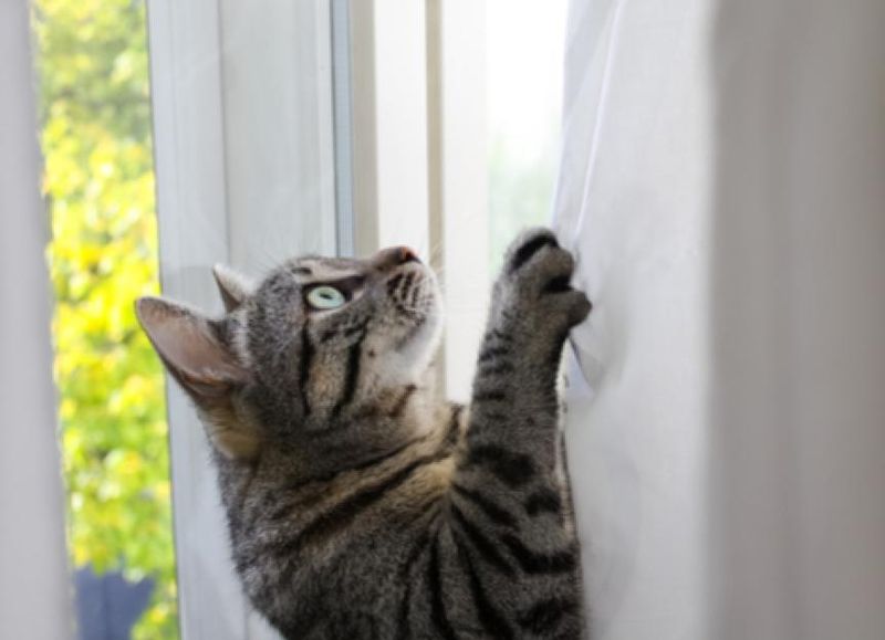 Climbing Curtains