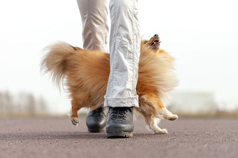Clings to You During Walks