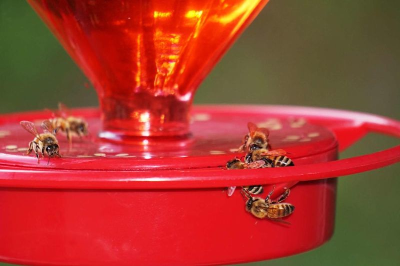 Close to Beehives