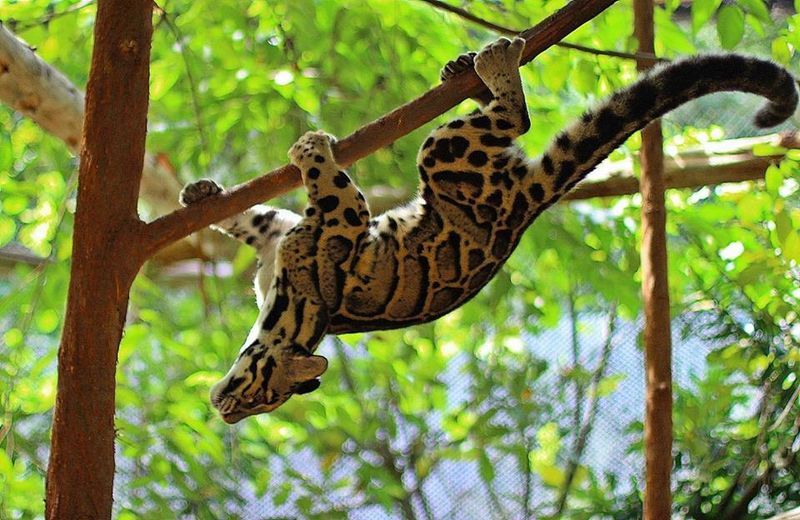 Clouded Leopard