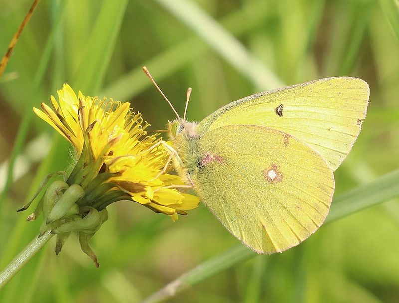 Clouded Sulphur
