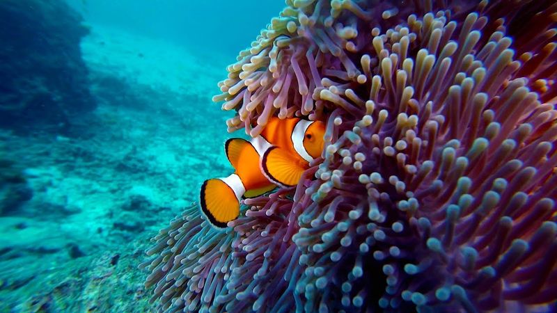 Clownfish