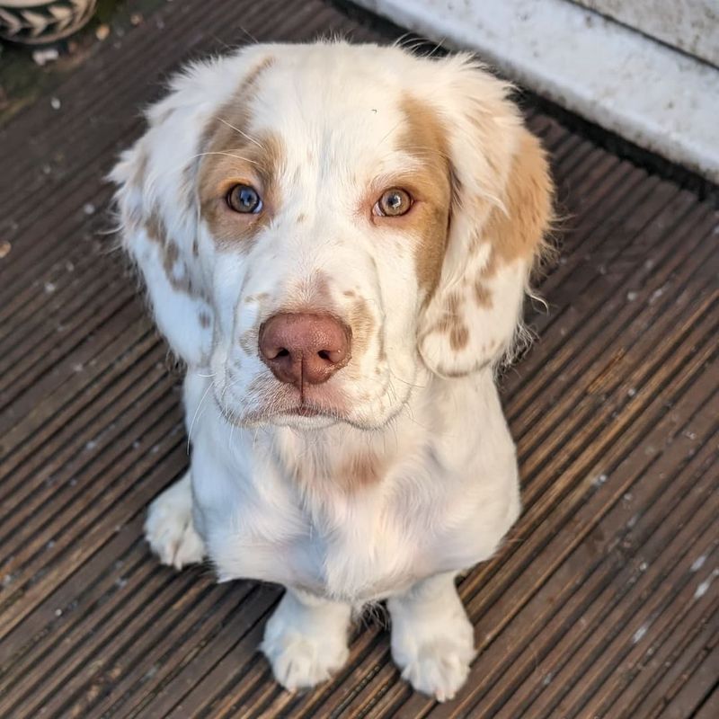 Clumber Spaniel