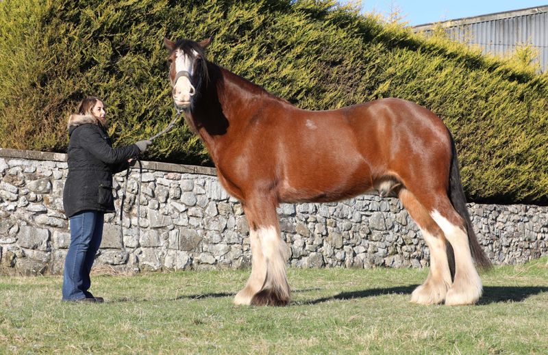 Clydesdale