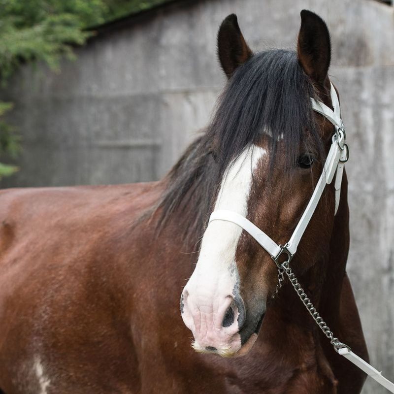 Clydesdale
