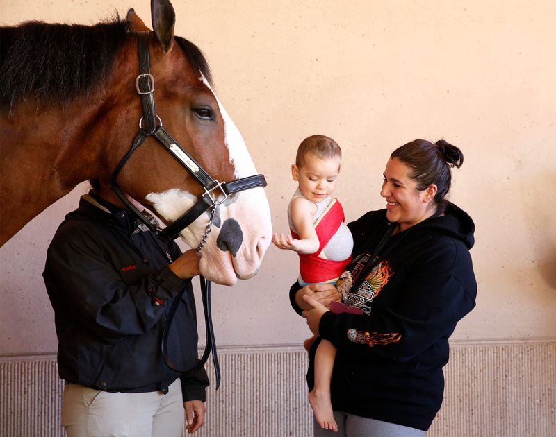 Clydesdale