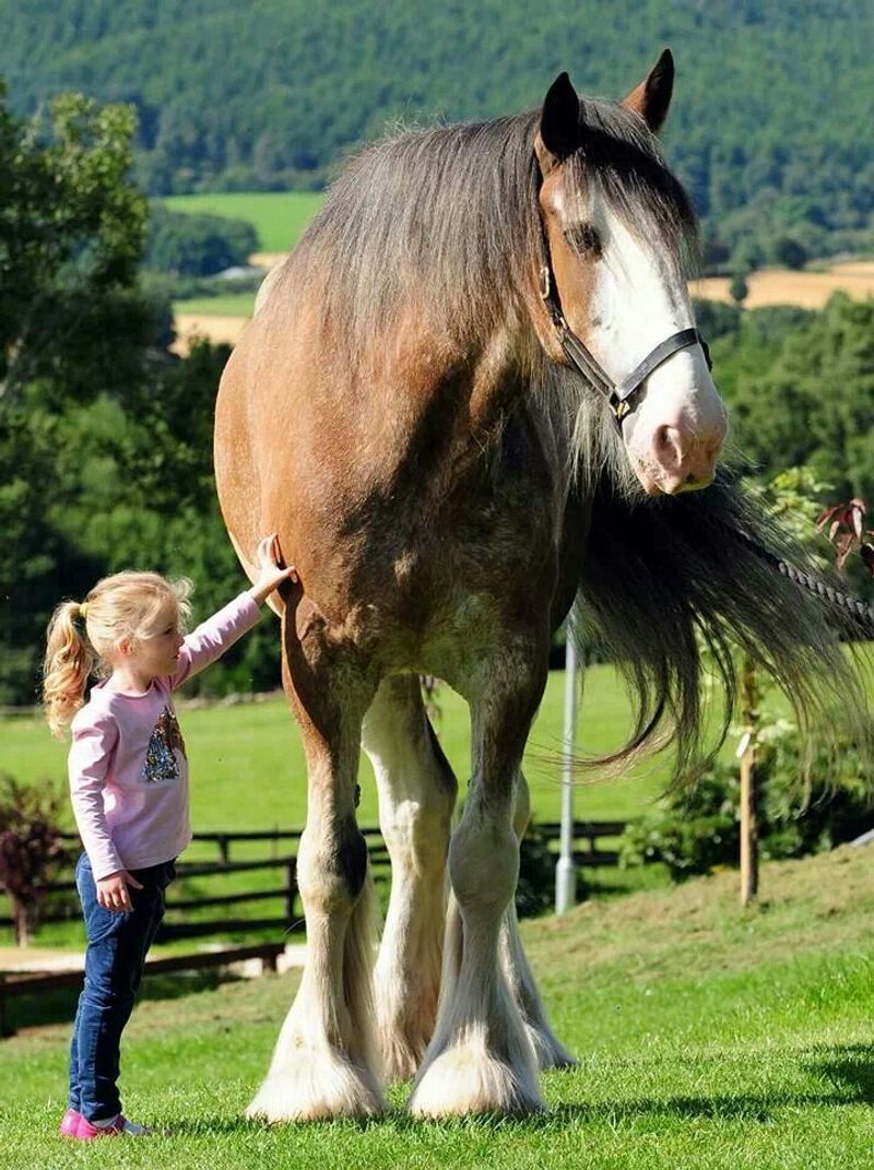Clydesdale