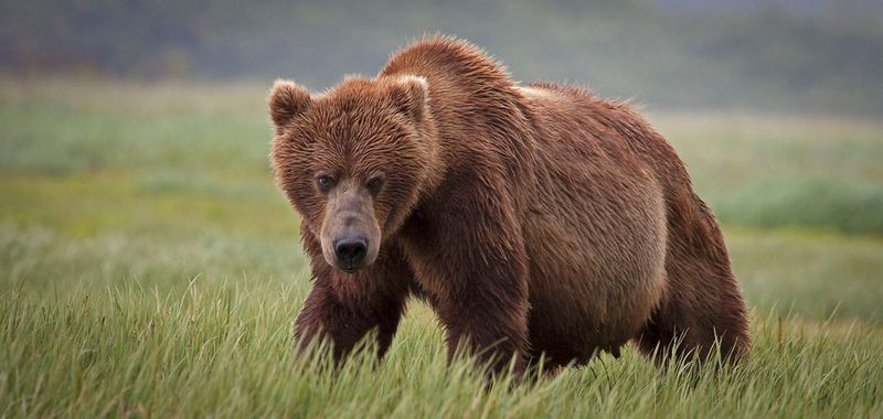 Coastal Alaskan Brown Bear - The Salmon King