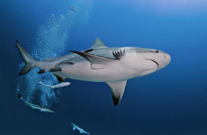 Coastal Predators