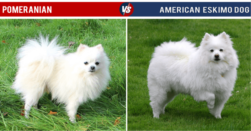 Coat Characteristics
