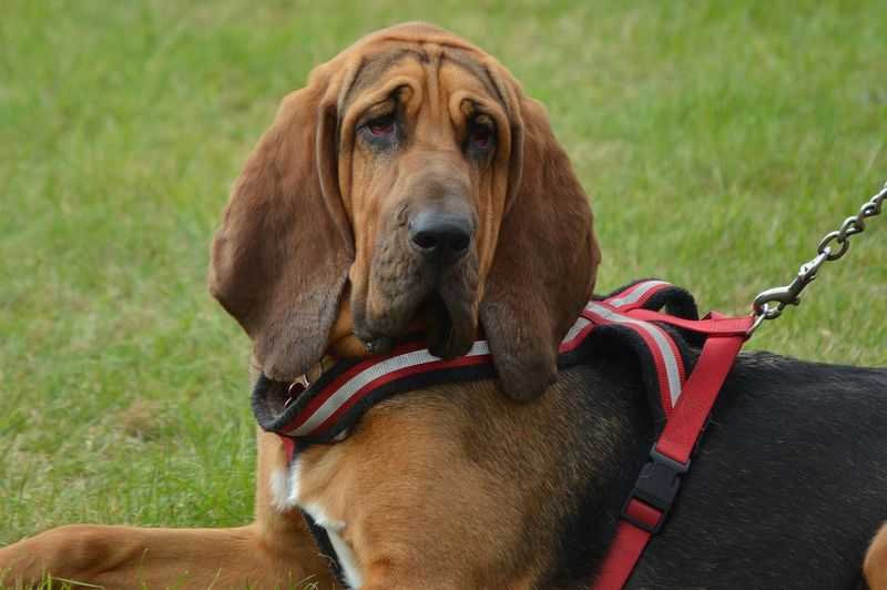 Coat and Grooming