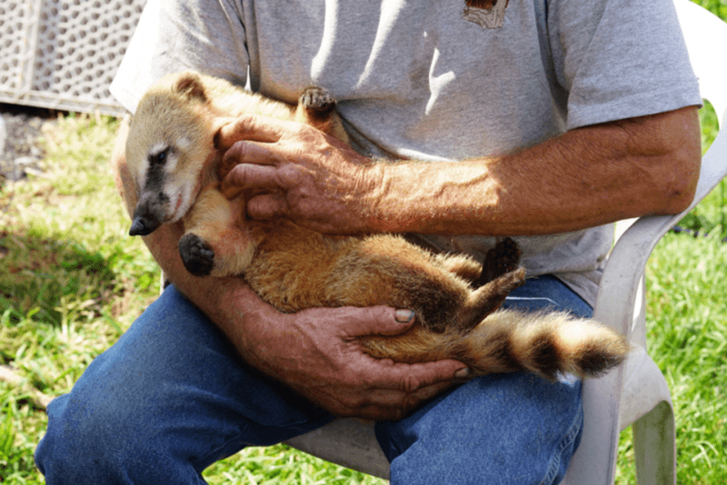 Coati