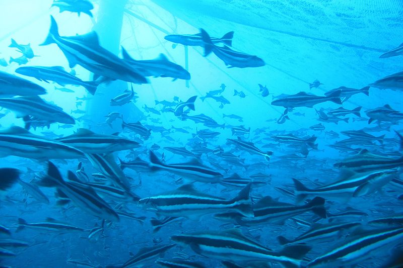 Cobia