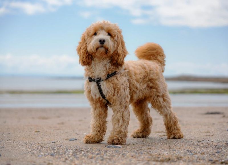 Cockapoo