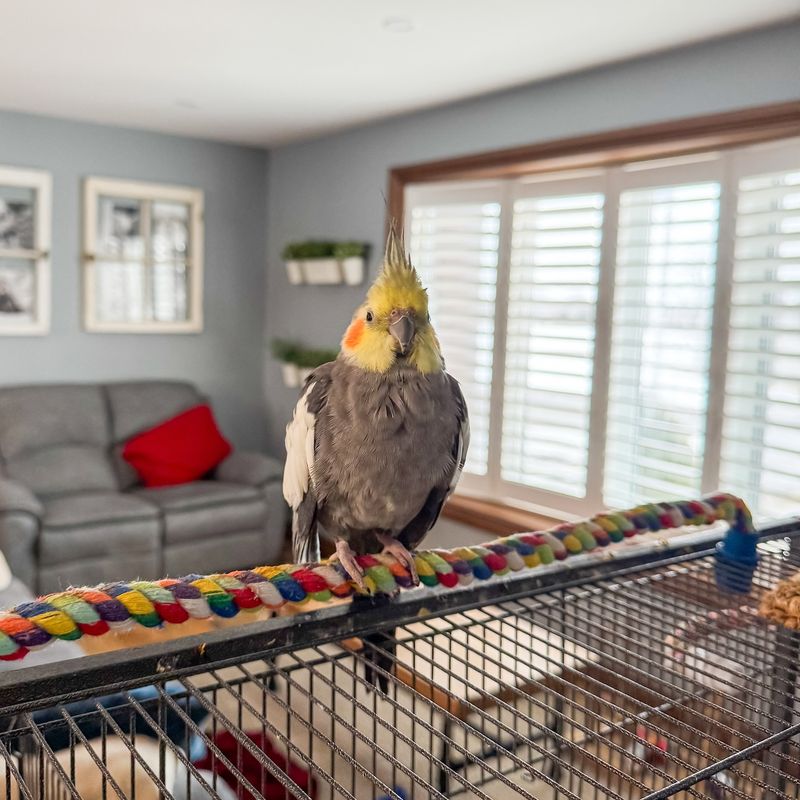 Cockatiel