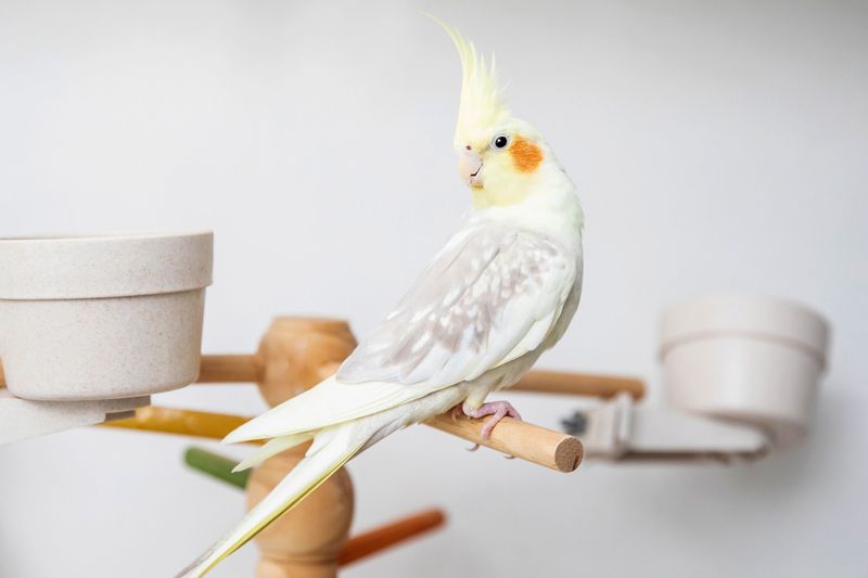 Cockatiels: Whistling Wonders