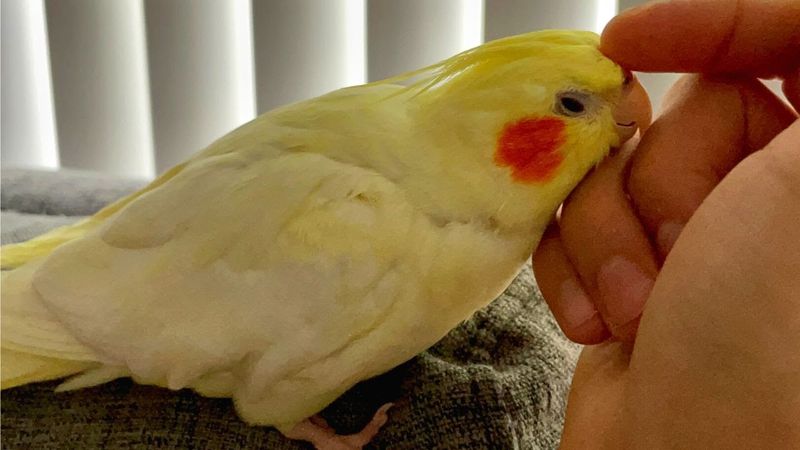 Cockatiels