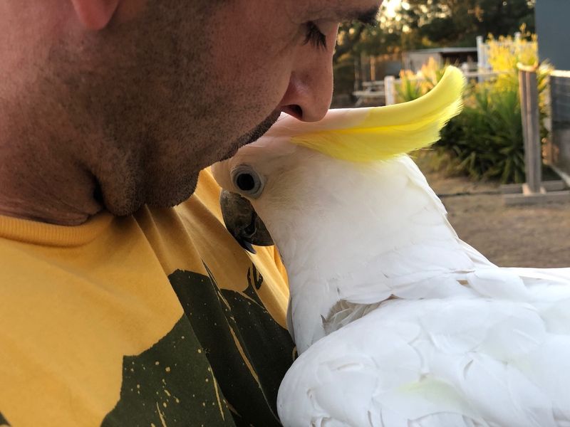 Cockatoo