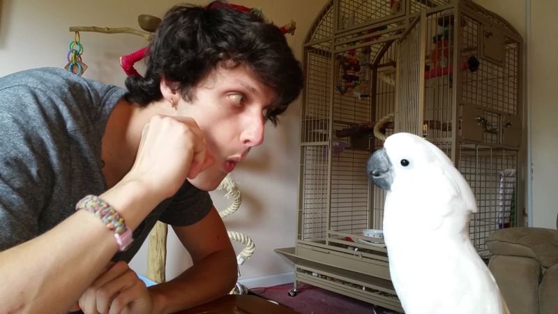 Cockatoo