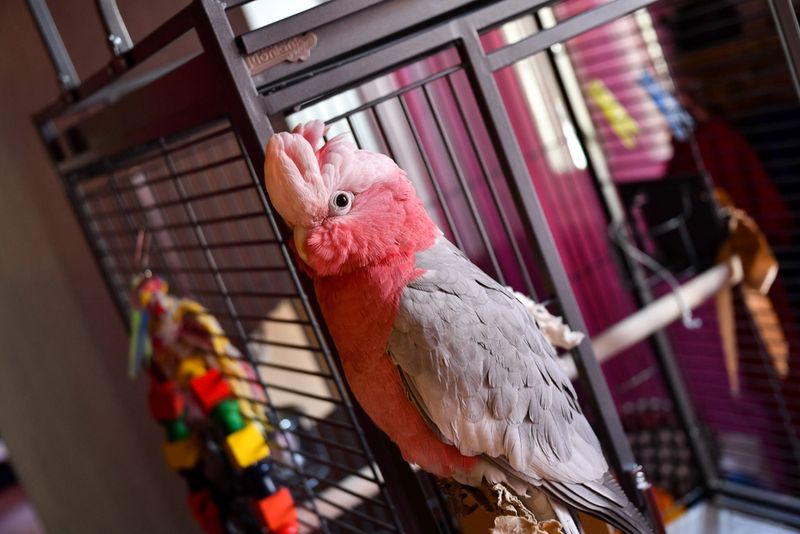 Cockatoo