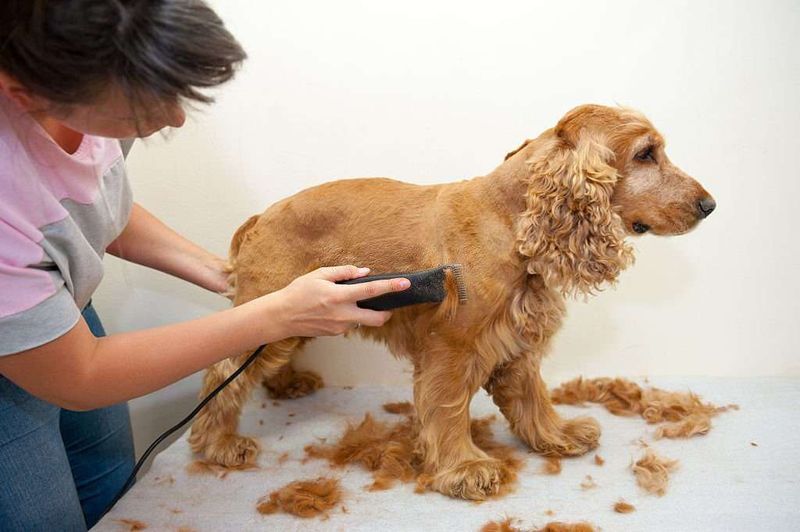 Cocker Spaniel