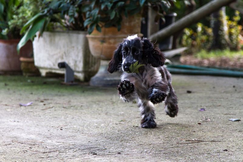 Cocker Spaniel
