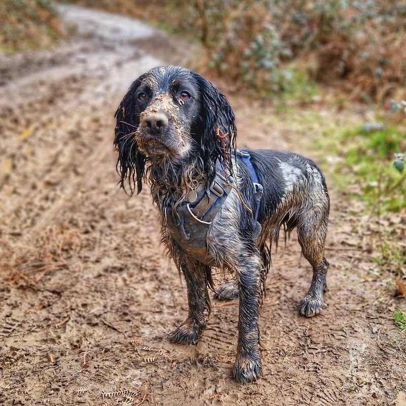 Cocker Spaniel