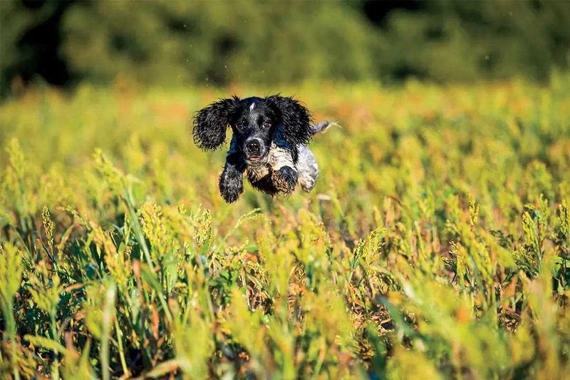 Cocker Spaniel