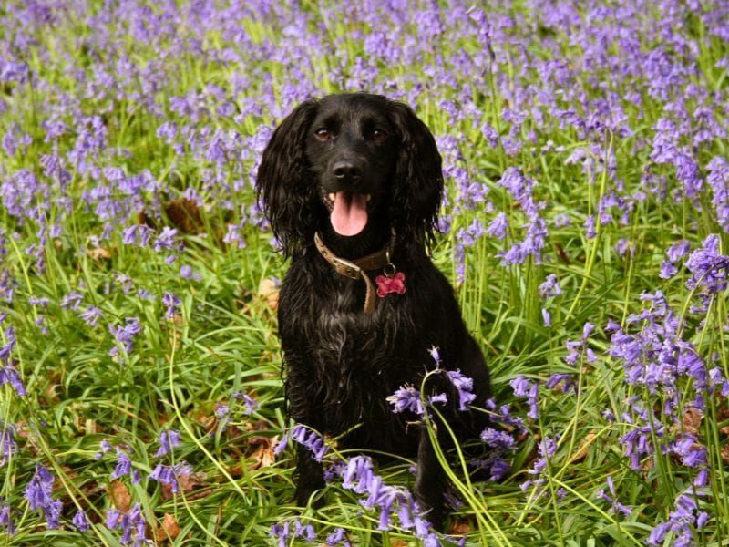 Cocker Spaniel