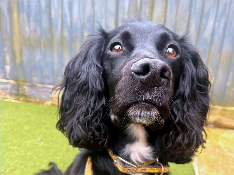 Cocker Spaniel