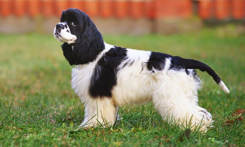 Cocker Spaniel
