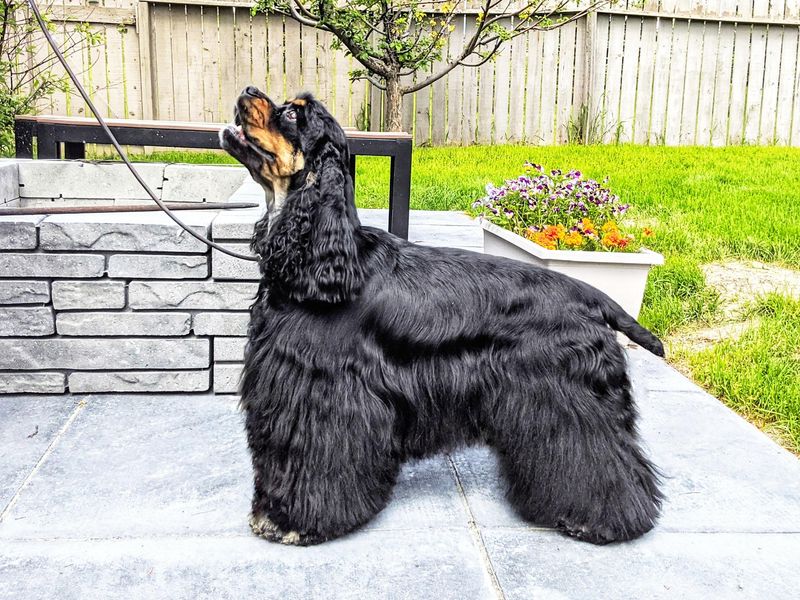 Cocker Spaniel