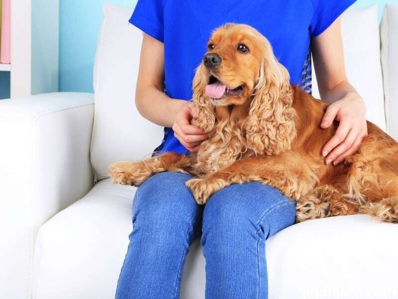 Cocker Spaniel
