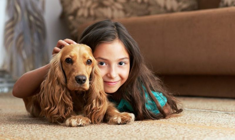Cocker Spaniel