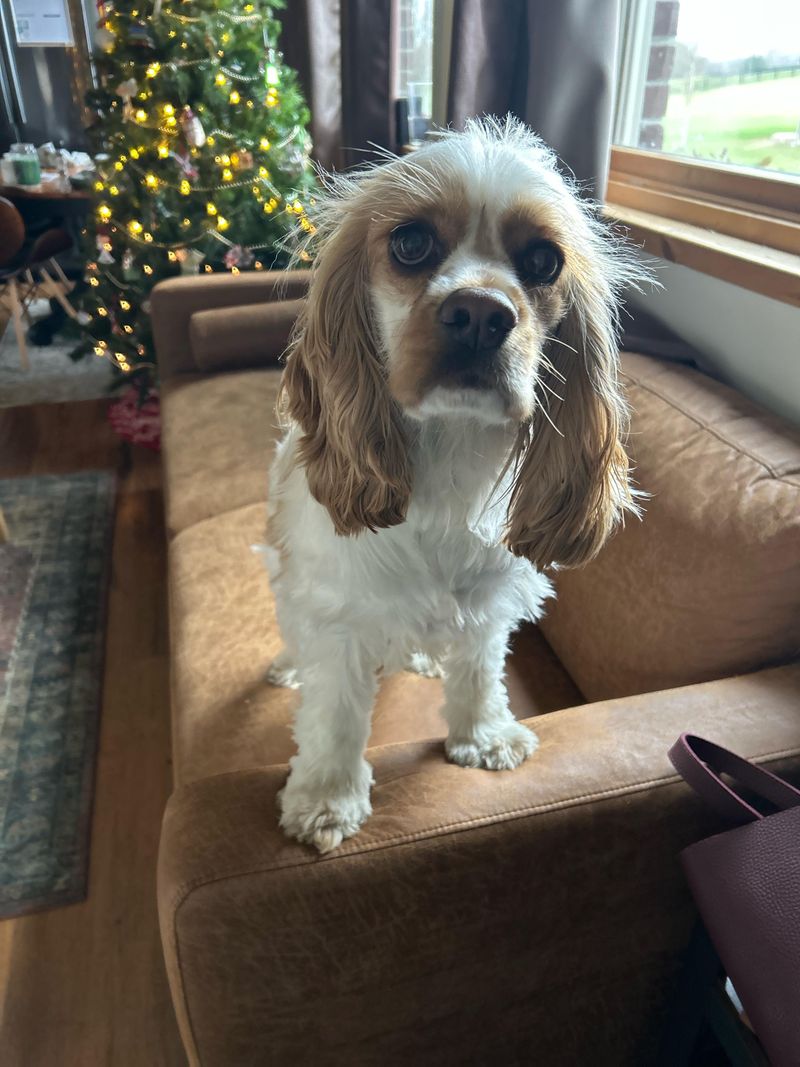 Cocker Spaniel
