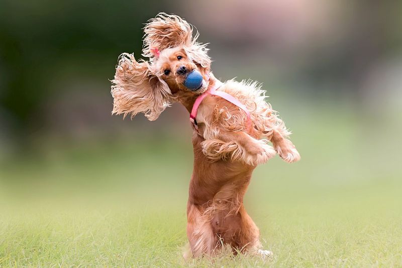 Cocker Spaniel