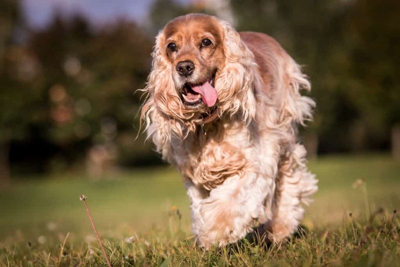 Cocker Spaniel