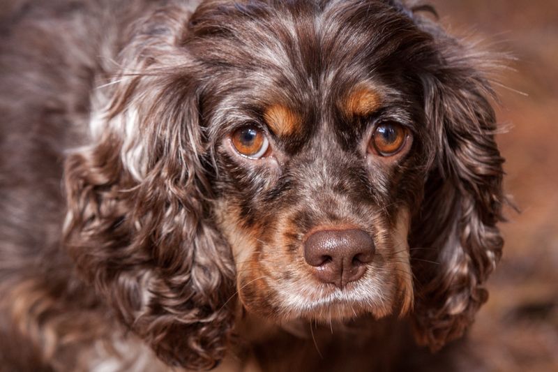 Cocker Spaniel with Soulful Eyes