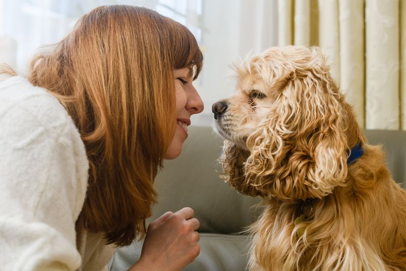 Cocker Spaniel