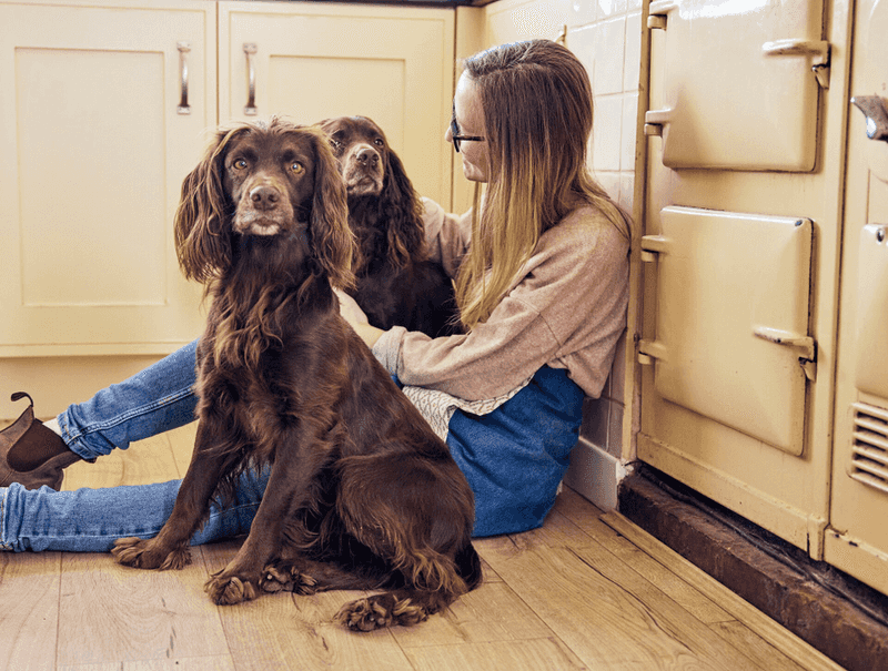 Cocker Spaniel