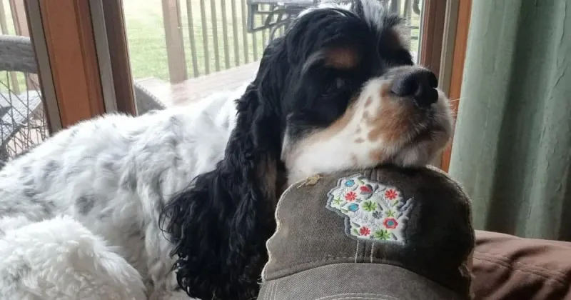 Cocker Spaniel