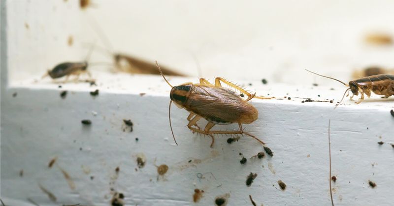 Cockroach