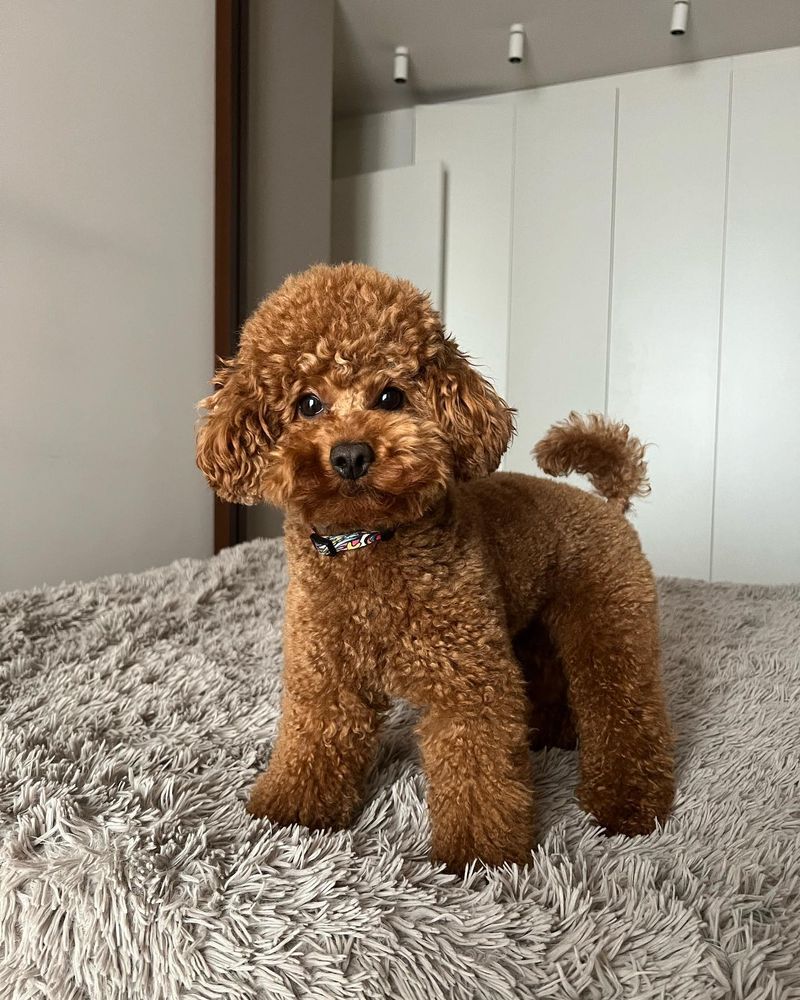 Coco - Poodle