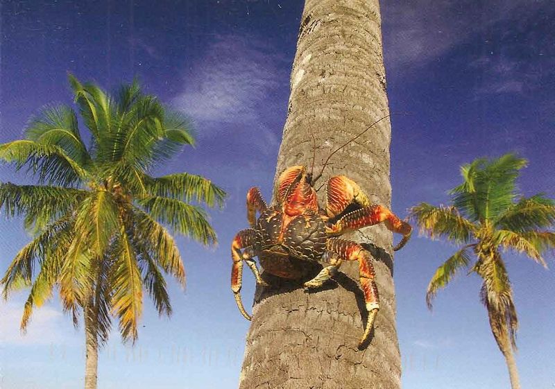 Coconut Crab
