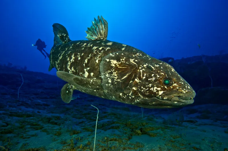 Coelacanth
