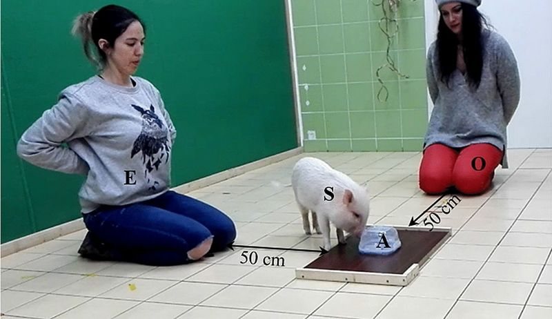 Cognitive Mapping in Pigs