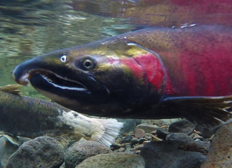 Coho Salmon