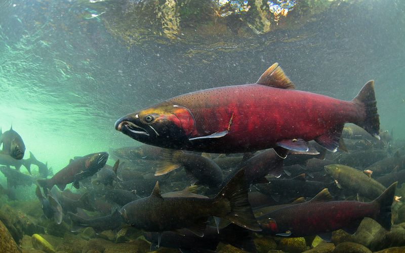 Coho Salmon