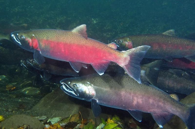 Coho Salmon